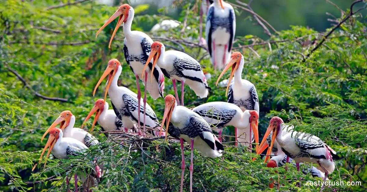 13 Best Wildlife Sanctuary in India for Adventure
