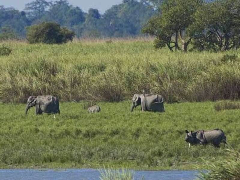 kaziranga-assam