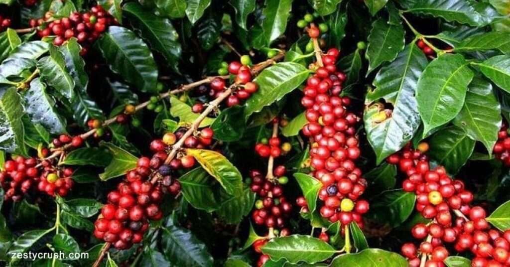 Lambasingi-Coffee-Plantations-Excursion