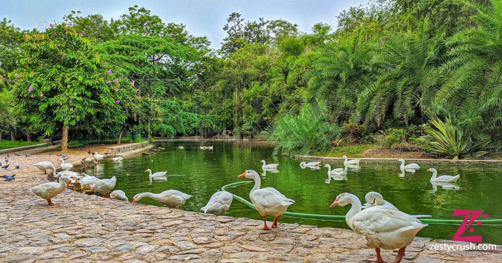 lodhi-garden-lake-Delhi.