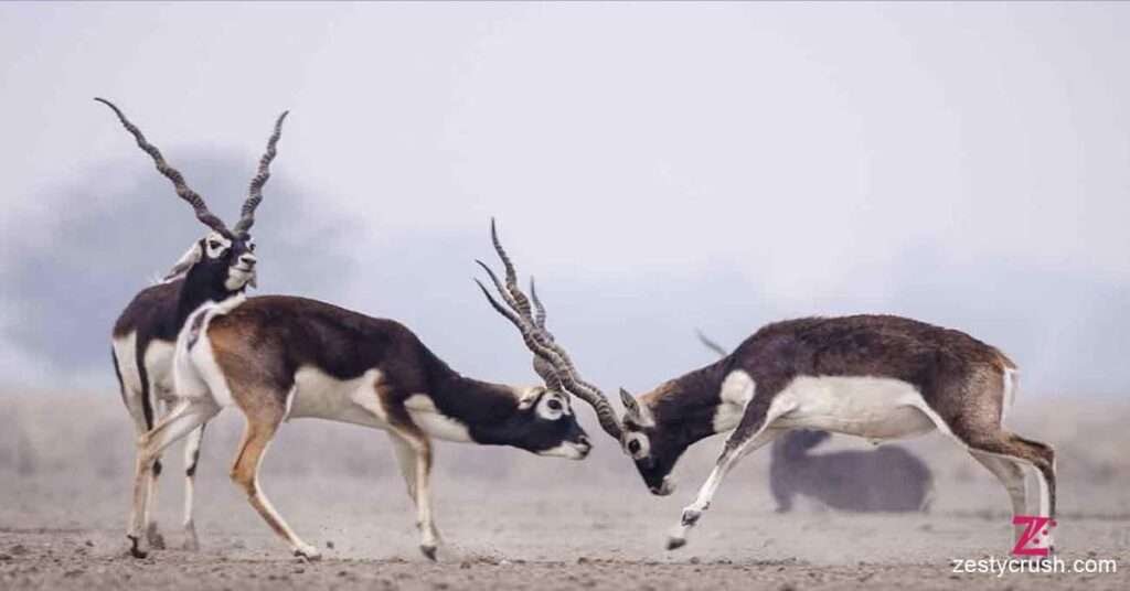 Black-Buck-at-Sorsan-Wildlife-Sanctuary