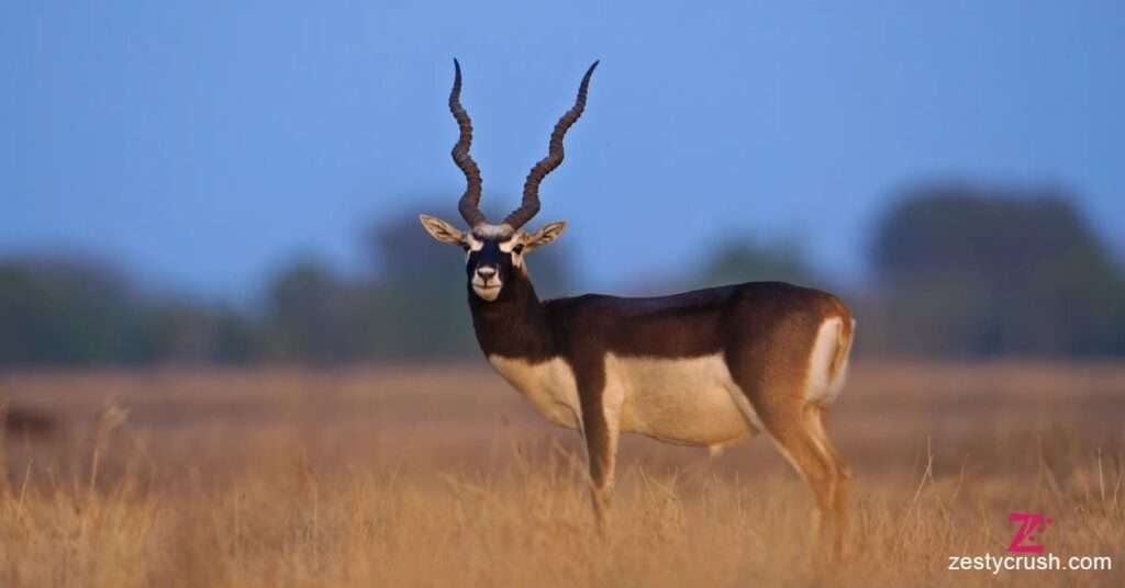 Black-Buck-at-Tal-Chhapar-Sanctuary