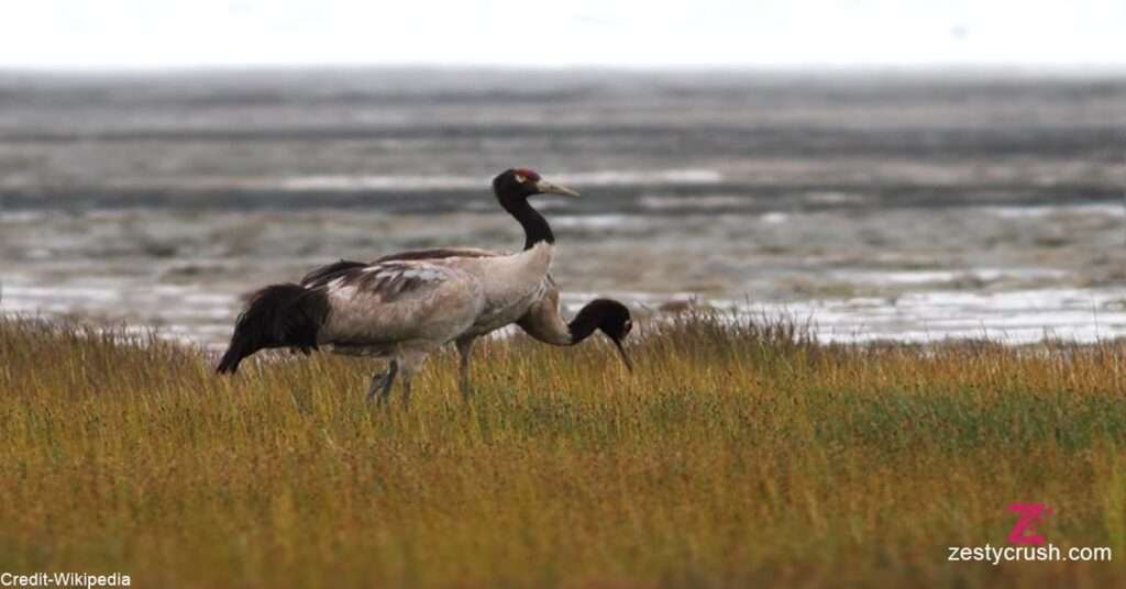 Black-Necked-Crane-1