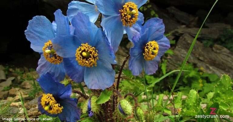 Blue-Poppy