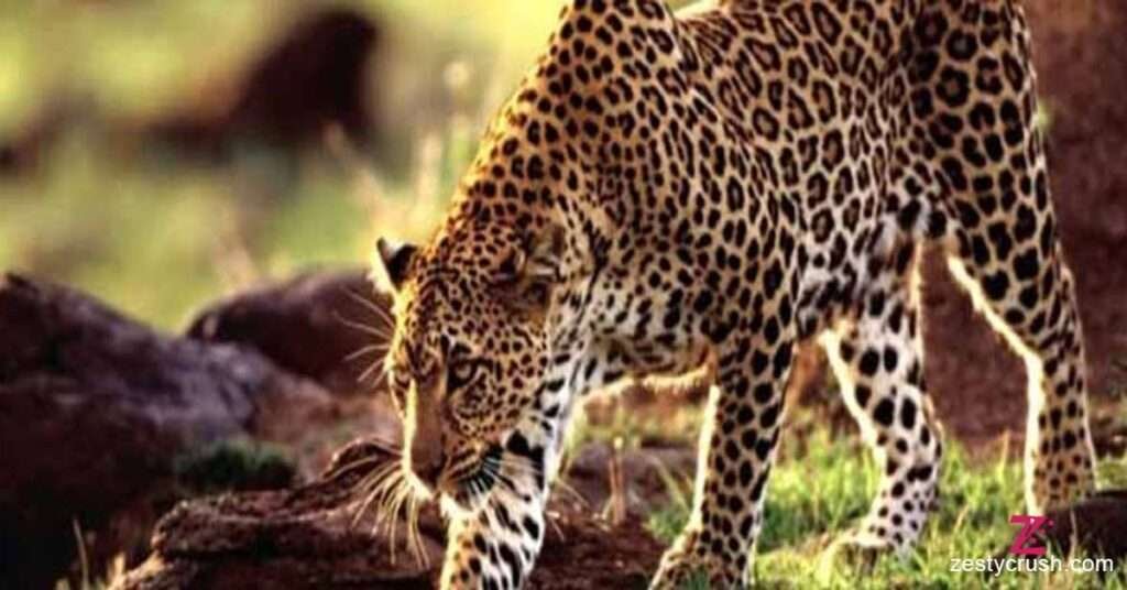 Leopard-at-Darrah-National-Park