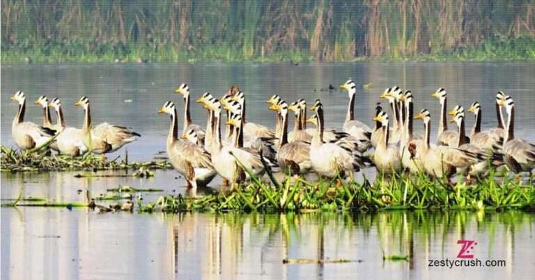 Okhla-Bird-Sanctuary-Noida