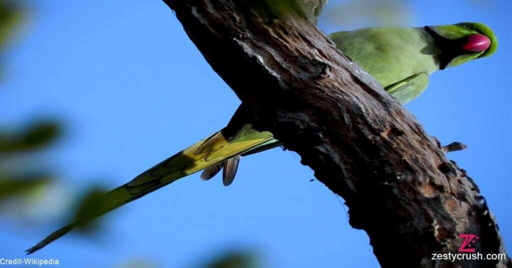 Parakeet-at-Keoladeo-National-Park