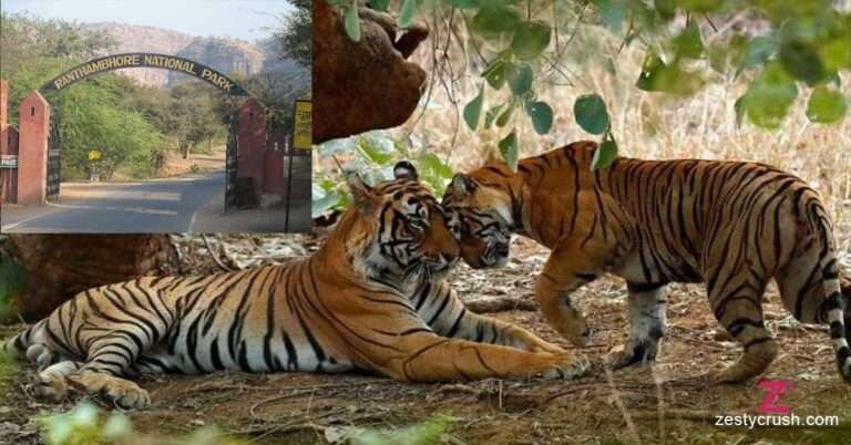 Ranthambhor-Tiger-safari-park