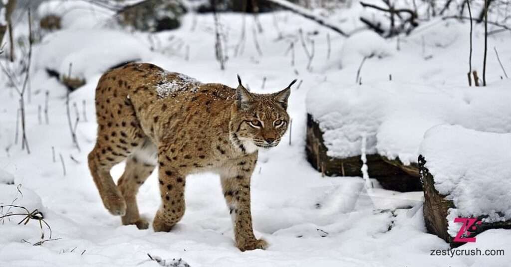 Snow-Leopard-Tracking