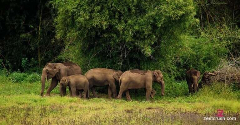 Tholpetty-Wildlife-Sanctuary-Elephant