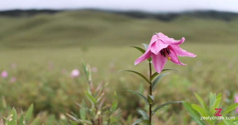 Duzoku-Valley-Lily-close-shot