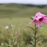 Duzoku-Valley-Lily-close-shot