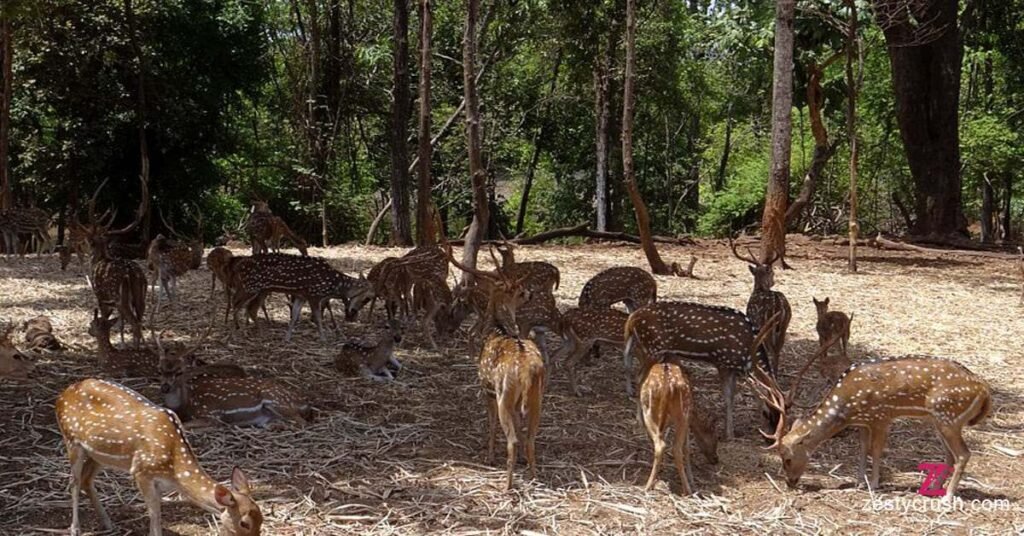 Satmaliya-Deer-Park