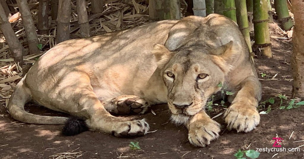 Vasona-Lion-Safari-Park