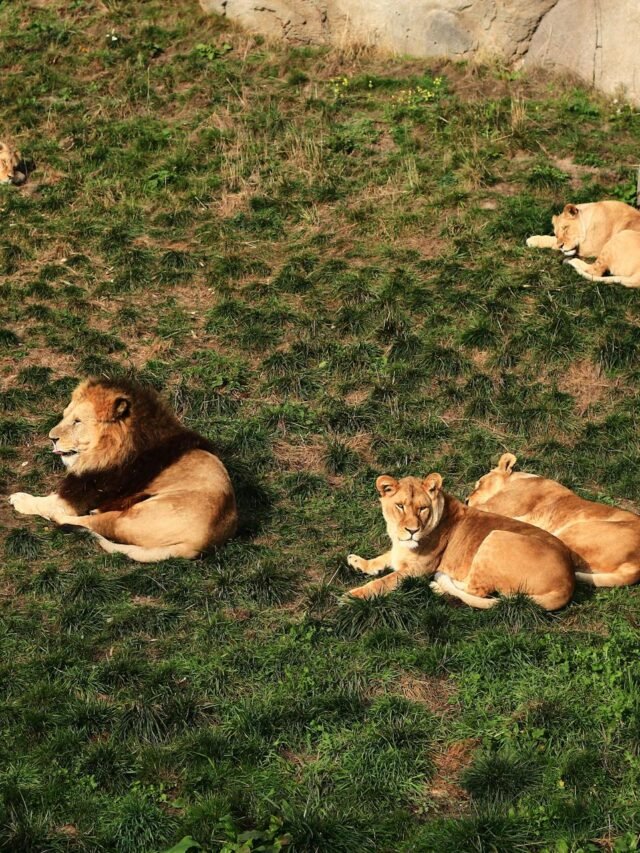 silvassa vasona lion safari timings