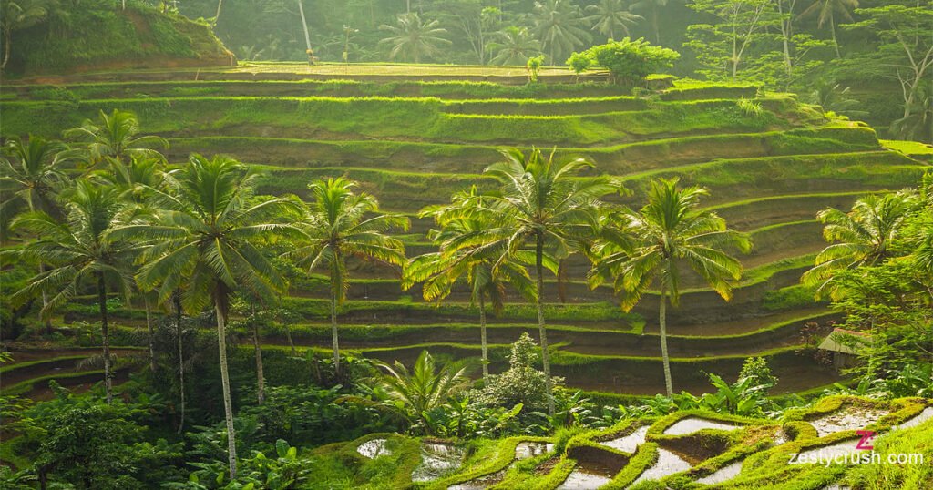 Bali Rice Terrace