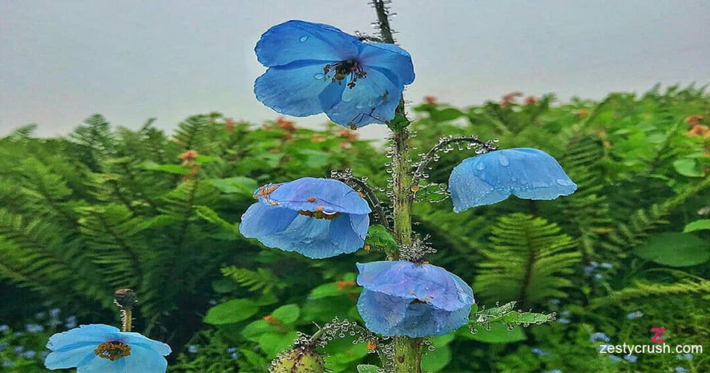 Blue Poppy Valley of Flowers