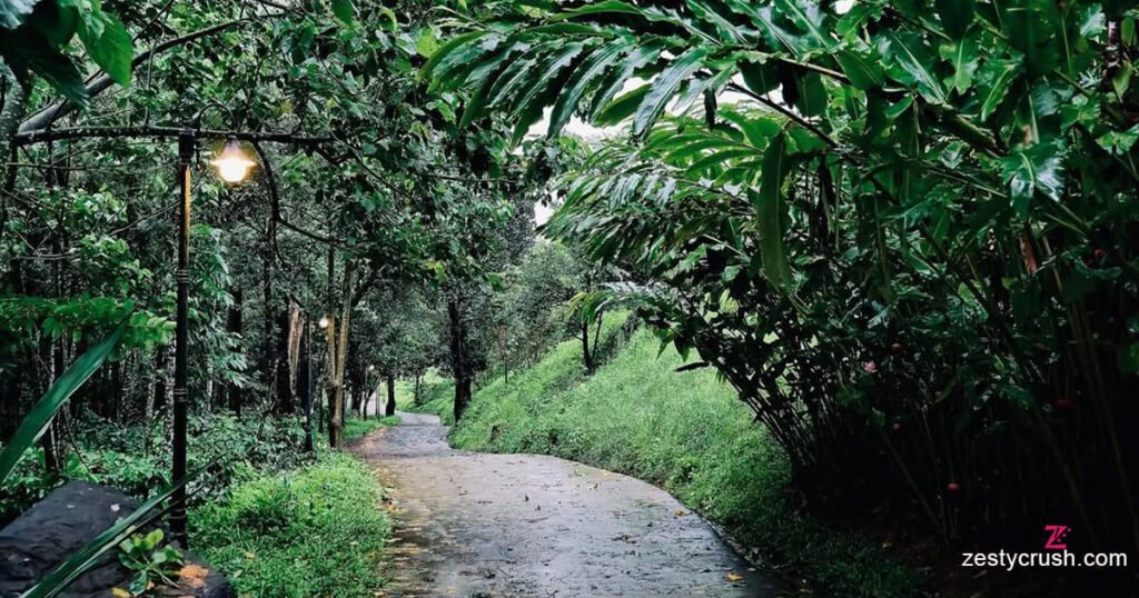 Coorg Coffee Plantation