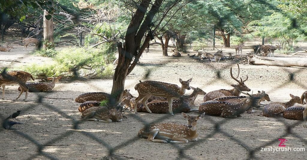 Deer-Park-Hauz-Khas