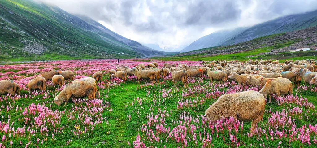 Kashmir Great Lakes - Culture