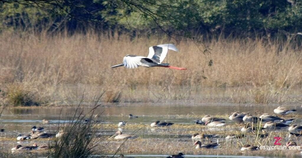 Sultanpur-bird-sanctuary