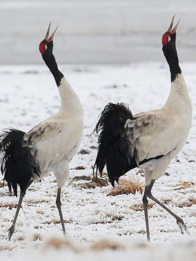 Black-Necked Crane