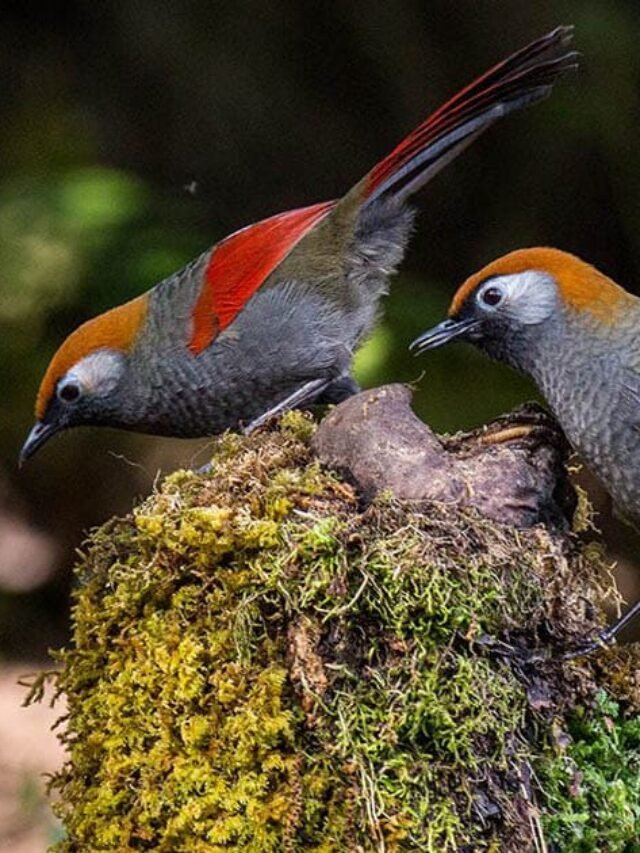 Himalayan Biodiversity Jammu
