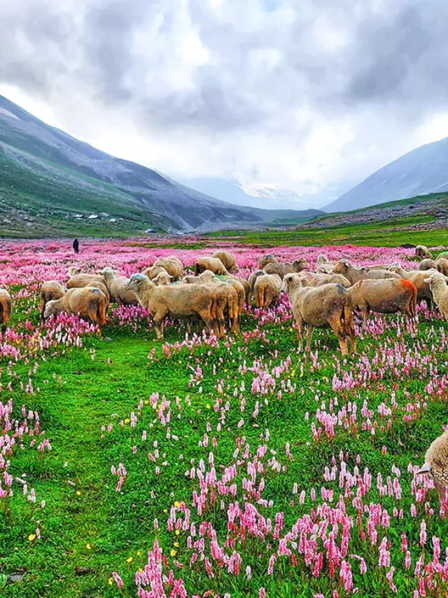 Kashmir Great Lakes - Culture