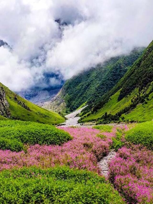Ladakh Flora landscape