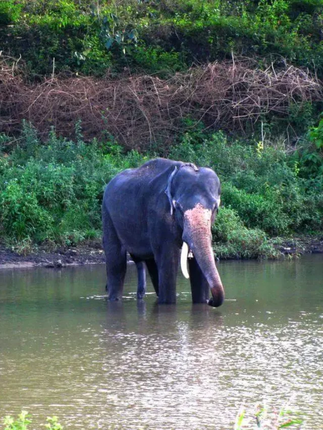 Nokrek National Park- Wildlife Bliss