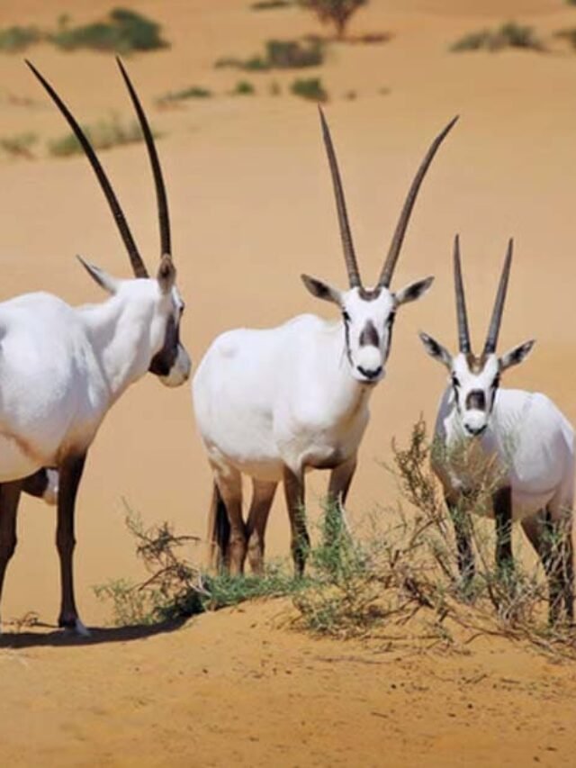 desert national park