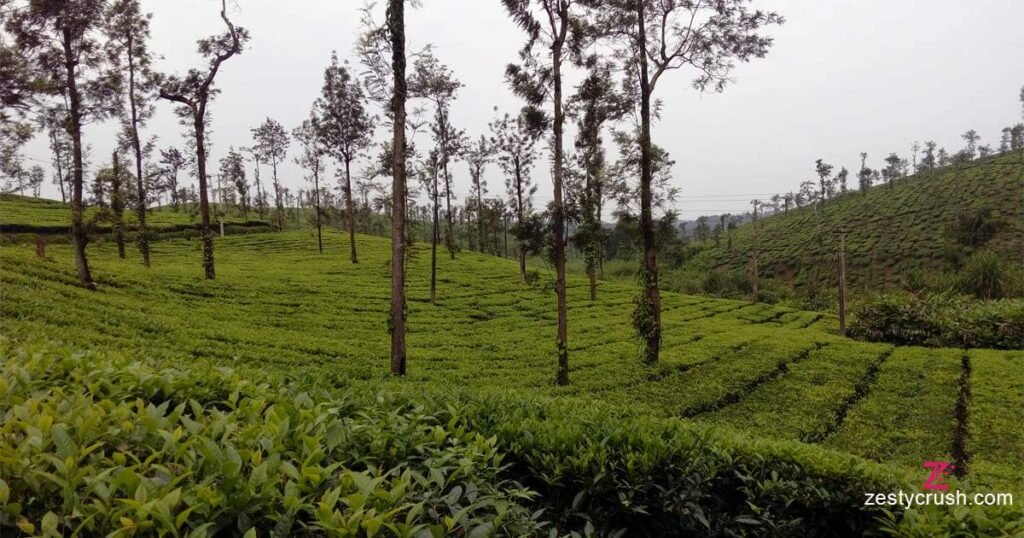 Coorg tea estate