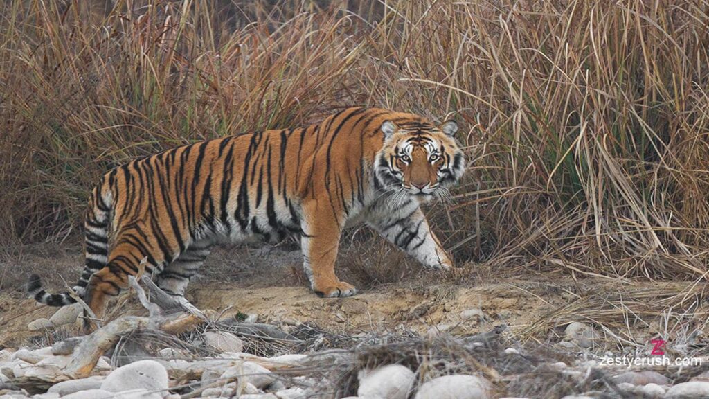 Jim Corbett National Park