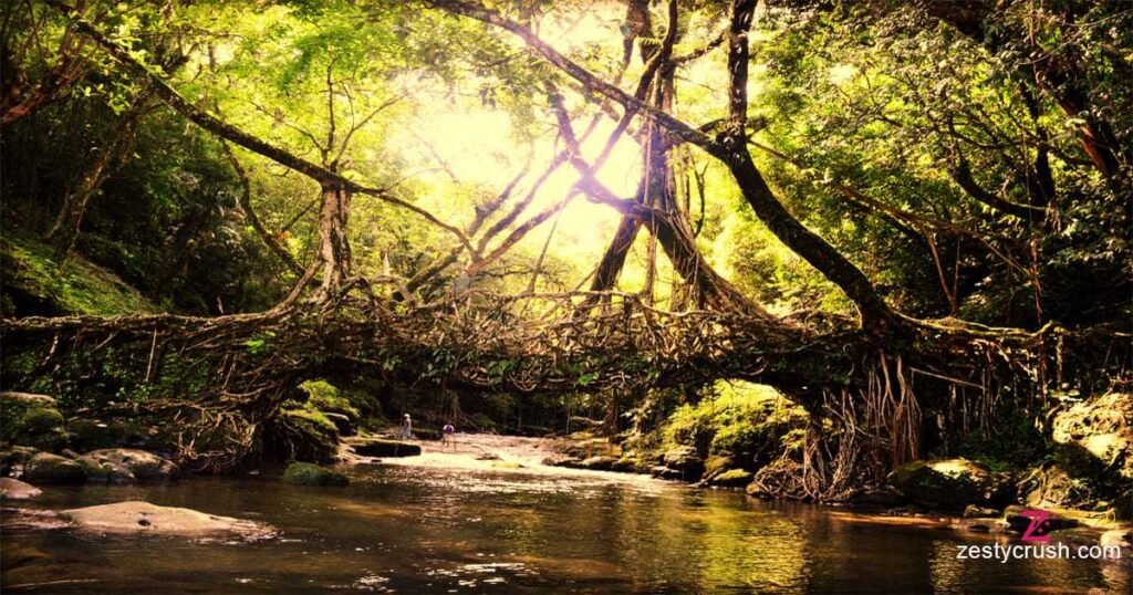 Living Root Bridges Of Cherrapunji Megahalya