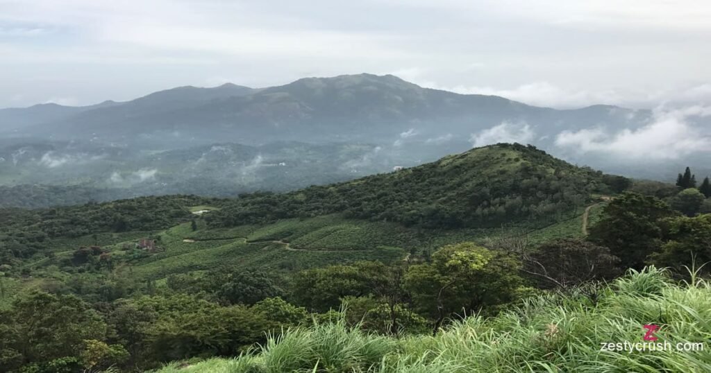 Wayanad tea plantations