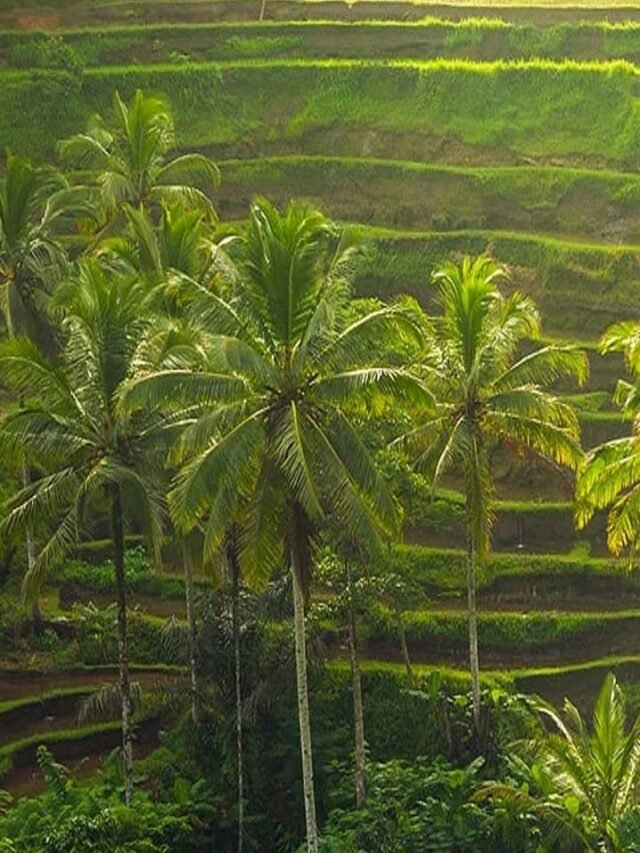 Bali-Rice-Terrace