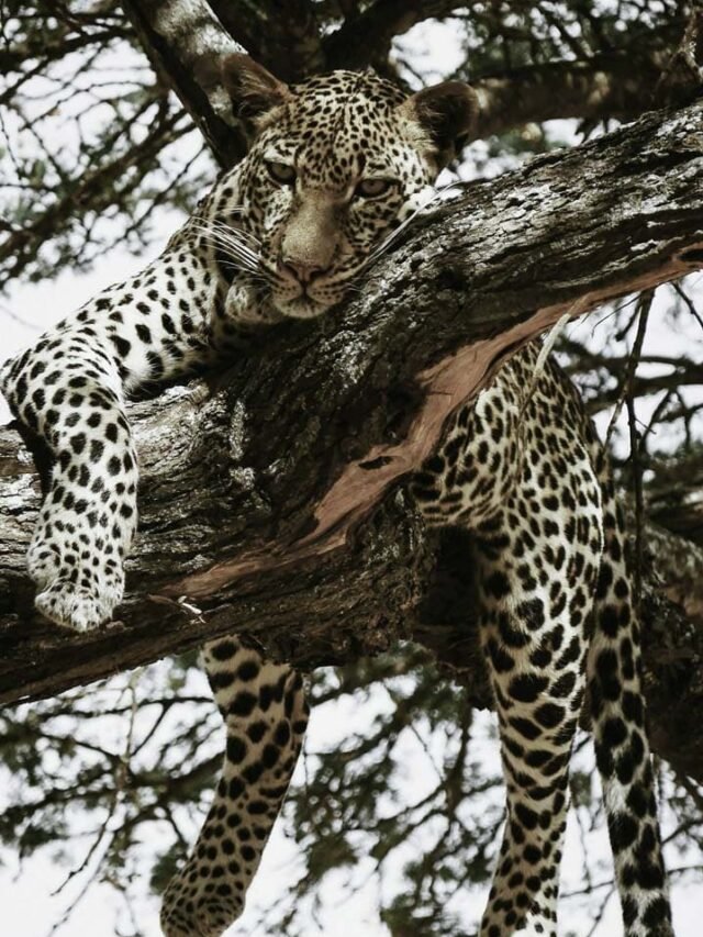 Bannerghatta Safari Prime Seats