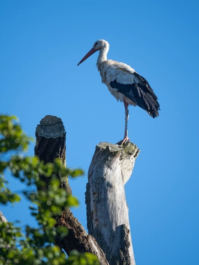 Birdwatching Paradise
