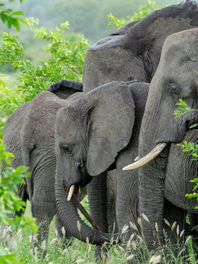 Elephant Kruger National Park