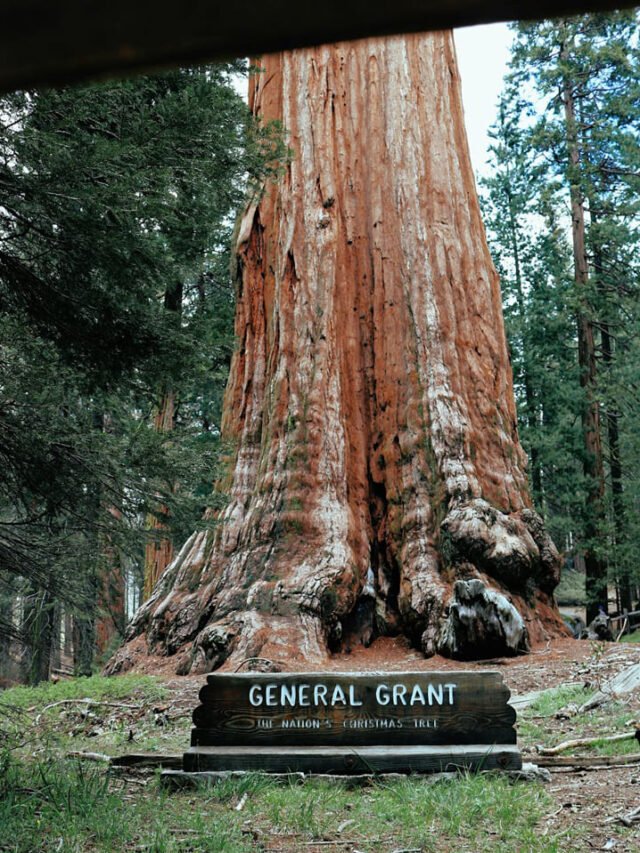 General Sherman Tree