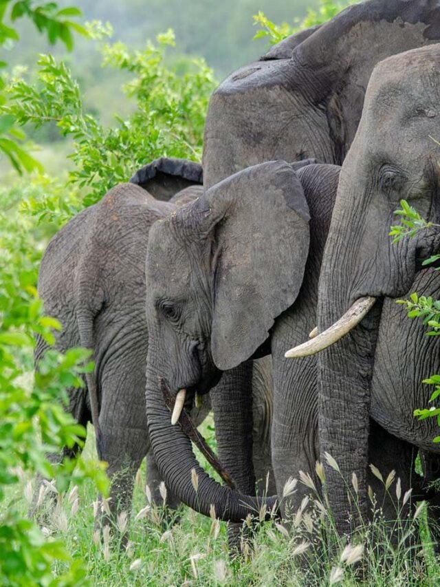 Jim Corbett National Park