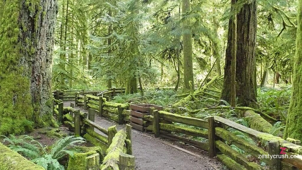 cathedral grove vancouver island
