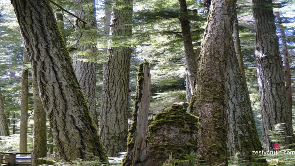 Cathedral Grove Old Growth Forest