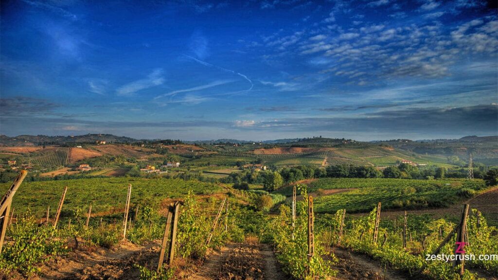 Grapevines in the Chianti wine zone of Tuscany in Central Italy