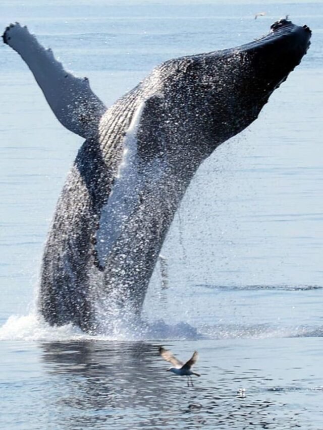 Baja-California-Mexico