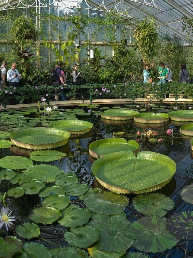 Kew-Gardens-Waterlily-House