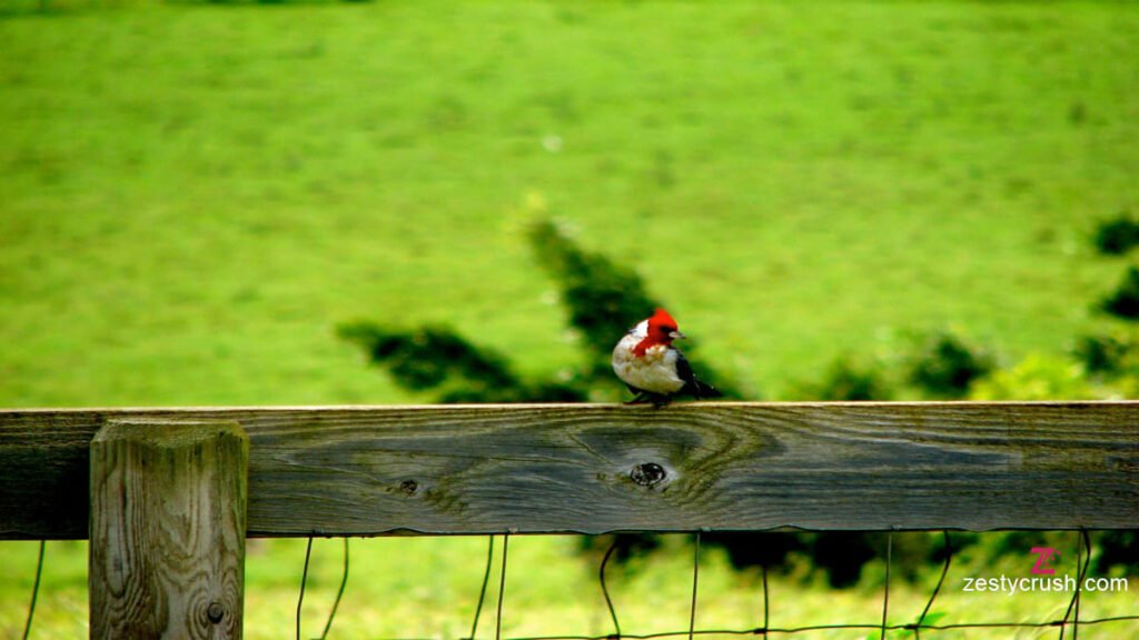Lihue Koloa Forest Reserve Bird