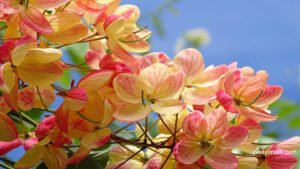 Shower Tree in Upcountry Maui