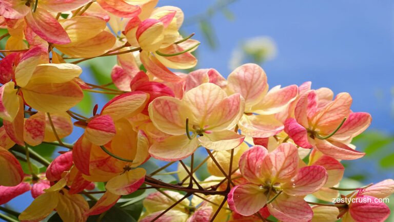 Shower Tree in Upcountry Maui