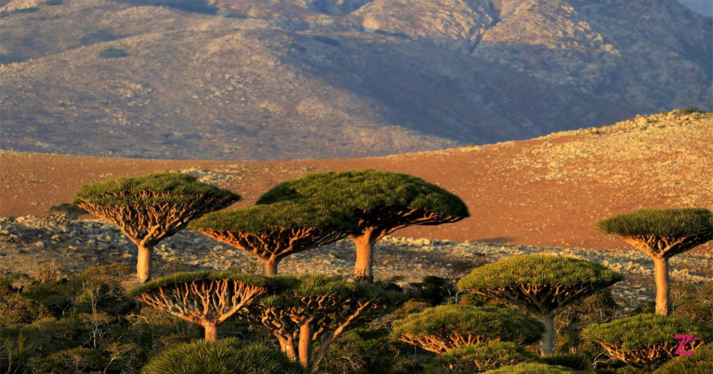 Socotra Yemen
